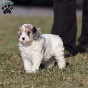 Frosty, Cavapoo Puppy